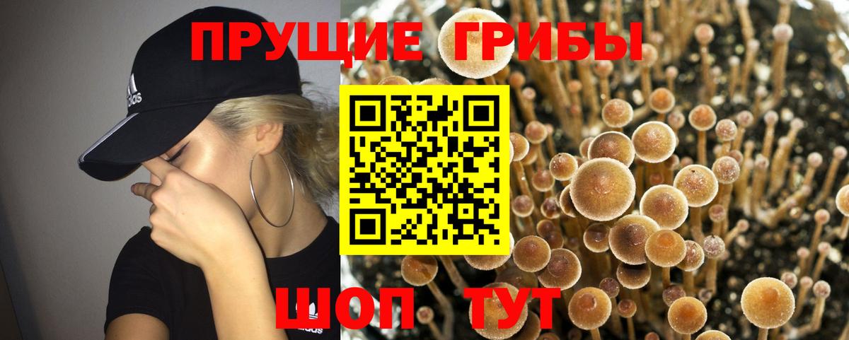 Галлюциногенные грибы GOLDEN TEACHER  Галлюциногенные грибы Psilocybine cubensis  Братск  Вход с VPN 
