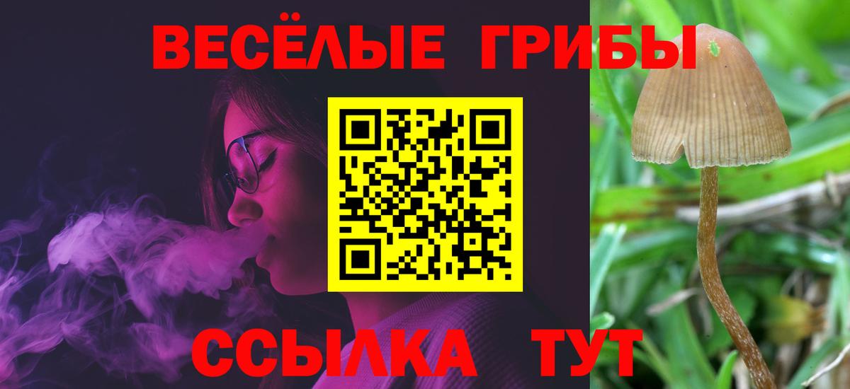 Галлюциногенные грибы Psilocybe Братск